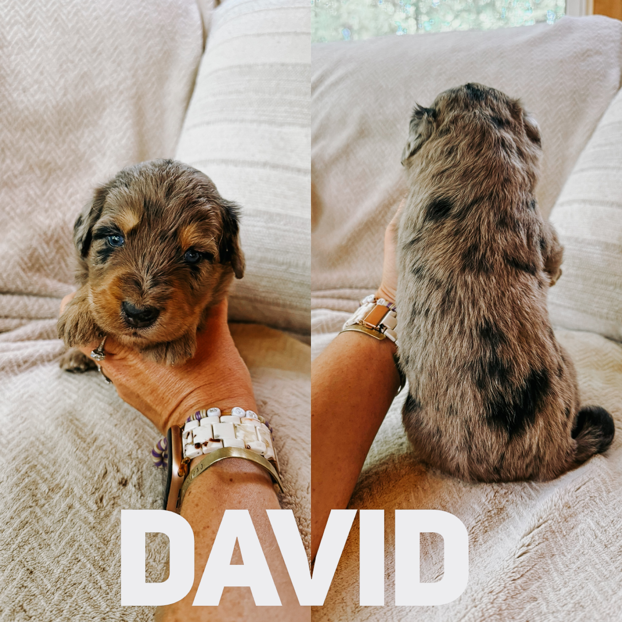 David  2